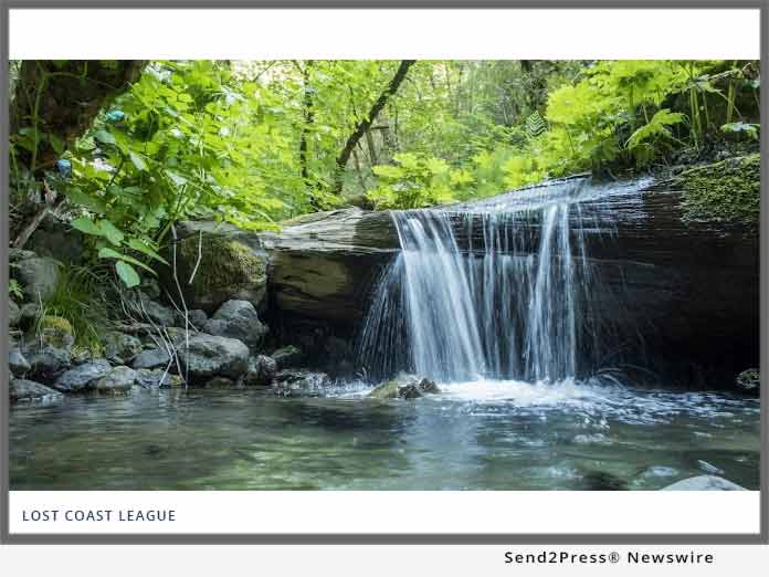 Lost Coast League - Forest