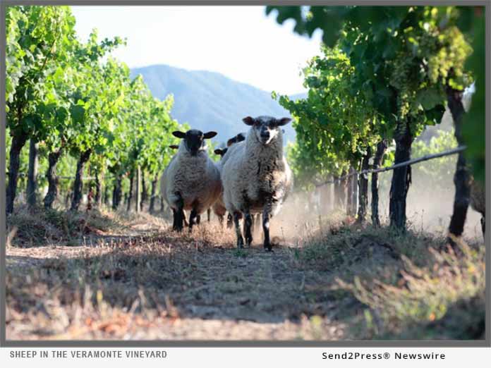 Sheep in the Veramonte Vineyard