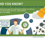 MIS Finding Mold INFOGRAPHIC
