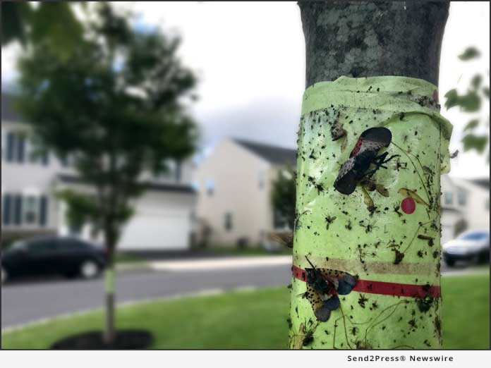 Lanternfly Sticky Band