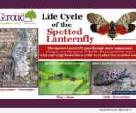 Life Cycle of the Spotted Lanternfly