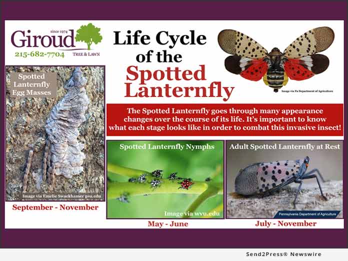 Life Cycle of the Spotted Lanternfly