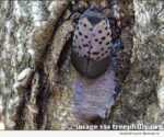 Spotted Lanternfly - credit TreePhilly