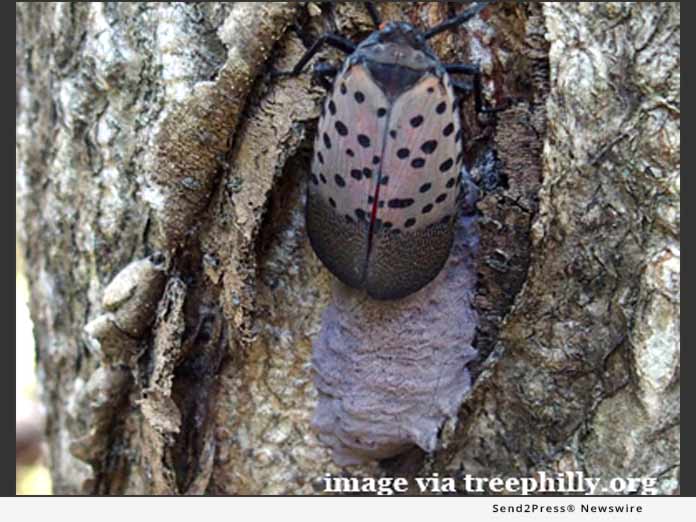 Spotted Lanternfly - credit TreePhilly