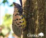 GIROUD - female spotted lanternfly