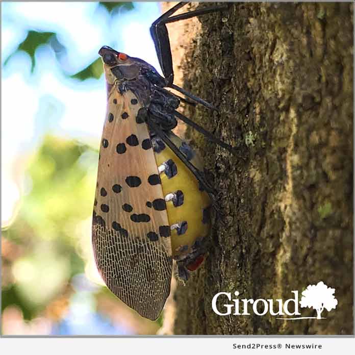 GIROUD - female spotted lanternfly