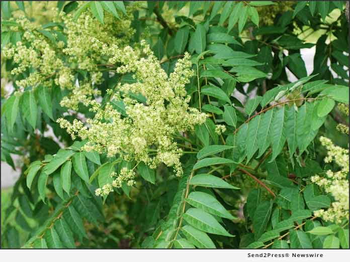 Ailanthus altissima Doug Goldman