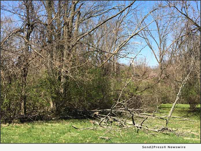 Giroud - Ash Tree Branches