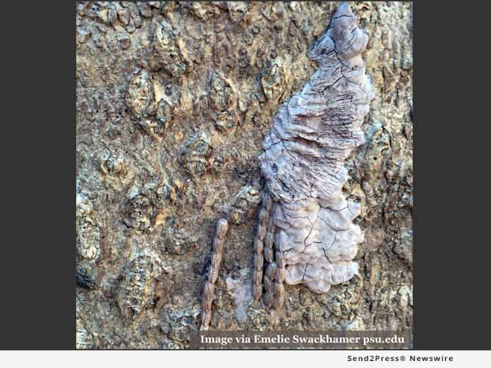 Spotted Lanternfly Caption Egg Masses