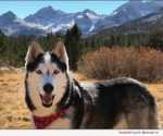 Legend in Mammoth - Ask Ariel Your Pet Nutritionist