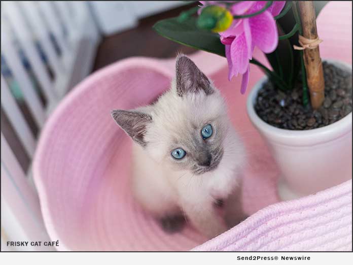 New Cat  Cafe  Combines Cats  and Coffee What s Not to Like 