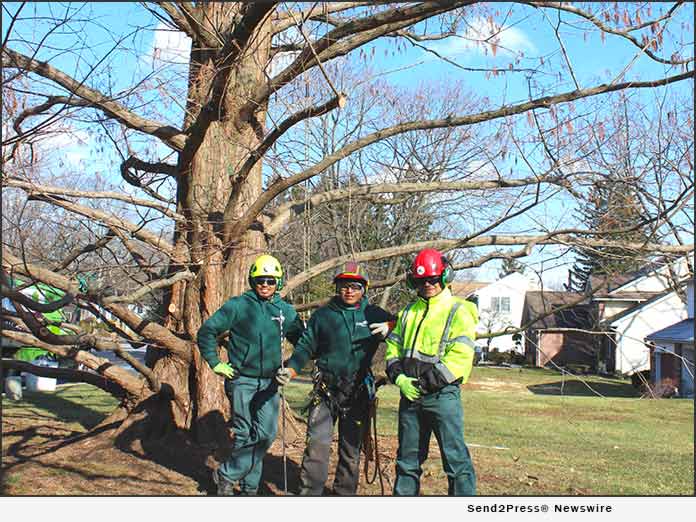 Giroud Tree Crew
