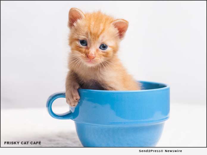 News from Frisky Cat Cafe