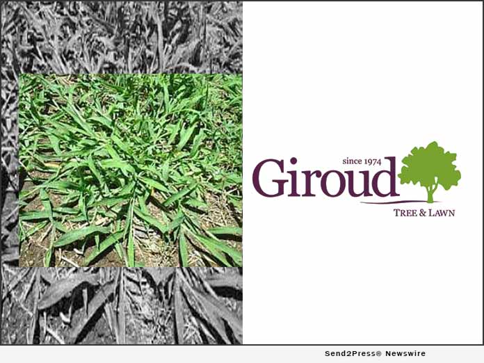 News from Giroud Tree and Lawn