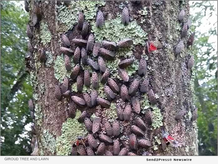 Spotted Lanternfly swarming a Maple Tree