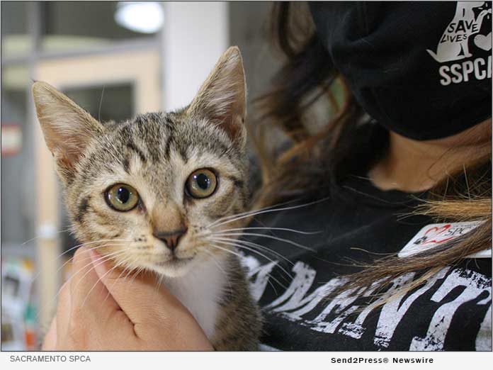 Sacramento SPCA staff member holds kitten