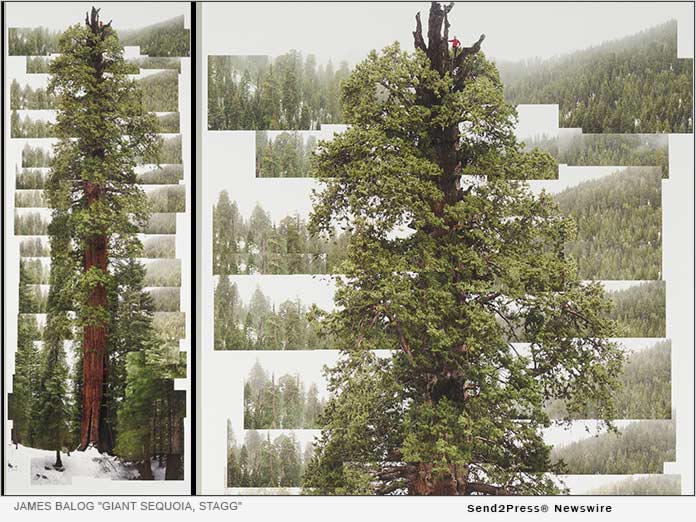 James Balog - Giant Sequoia, Stagg