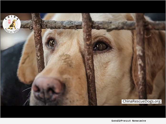 beautiful dog rescued from China