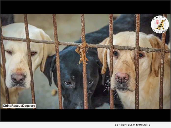 These dogs are now safe in a shelter