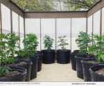 Arizona: Marijuana Home Gardens