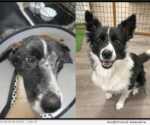 Before and after pictures of Emlyn - China Rescue Dogs