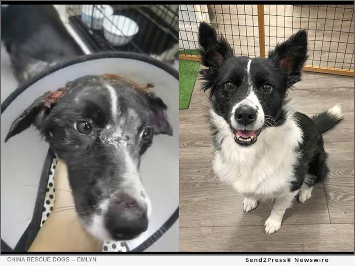 Before and after pictures of Emlyn - China Rescue Dogs