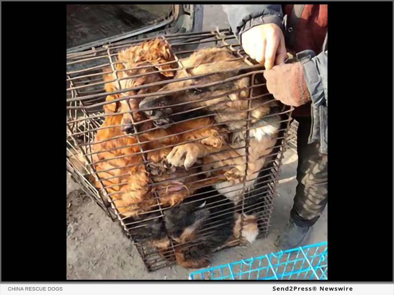 Dogs crammed into cages to be sold at a Chinese dog meat market