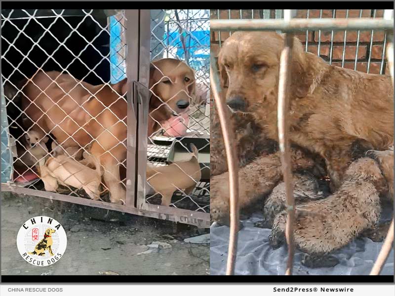 mother and her 8 puppies caged within the breed farm