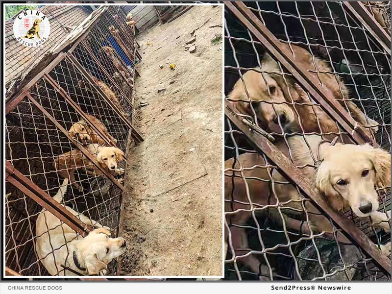 News from China Rescue Dogs