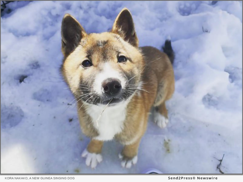 Kora Nakako, a New Guinea Singing Dog from Wizard of Paws Wildlife Education