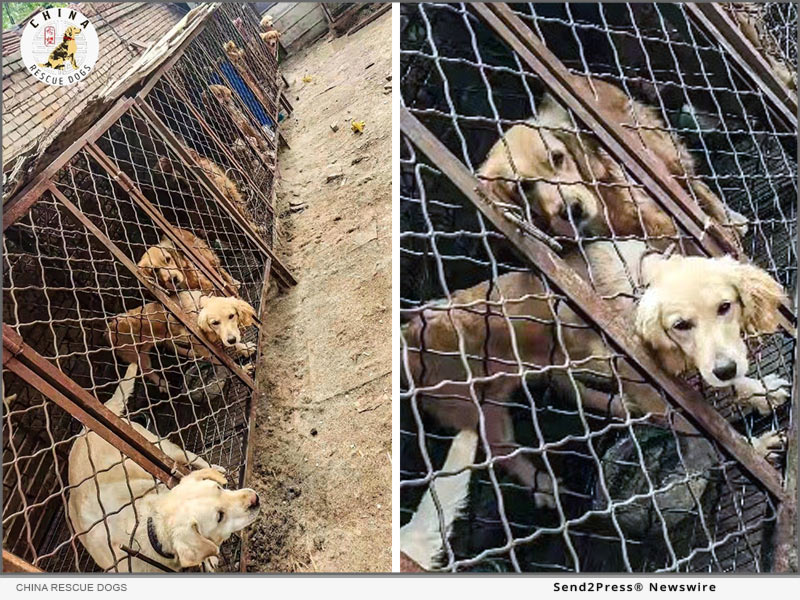 dog-meat breeding farm taken just before the dogs were rescued