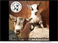 PYGMY GOATS - National Pygmy Goat Association