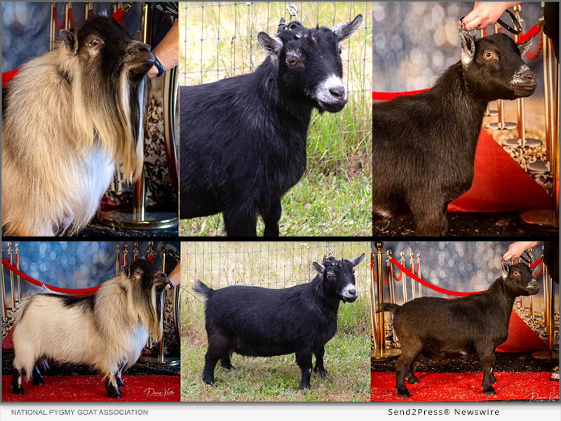 National Pygmy Goat Association Winners