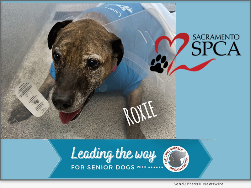 Sacramento SPCA Leading the Way for Senior Dogs