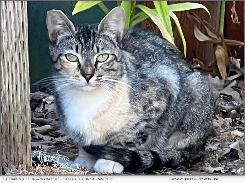Mama Goose, a feral cat in Sacramento was the 300,000th animal spayed at the Sacramento SPCA