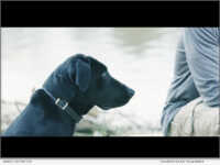 From Loss Comes Legacy: How a One-Eyed Retriever Inspired the Launch of Winged Retriever