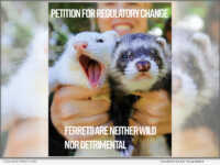 California's Ferret Ban: Inherited in 1933 - Never Determined
