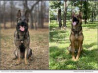 Elite trained protection dogs | Scott's K9