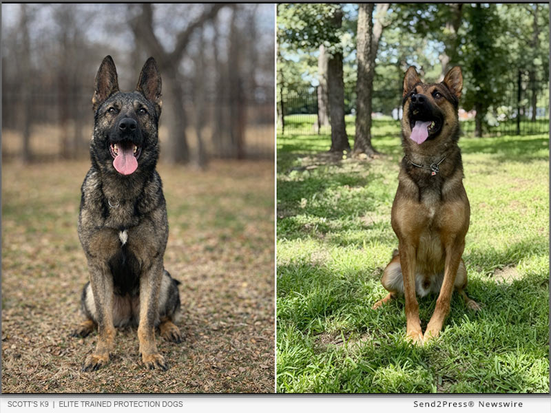 Elite trained protection dogs | Scott's K9