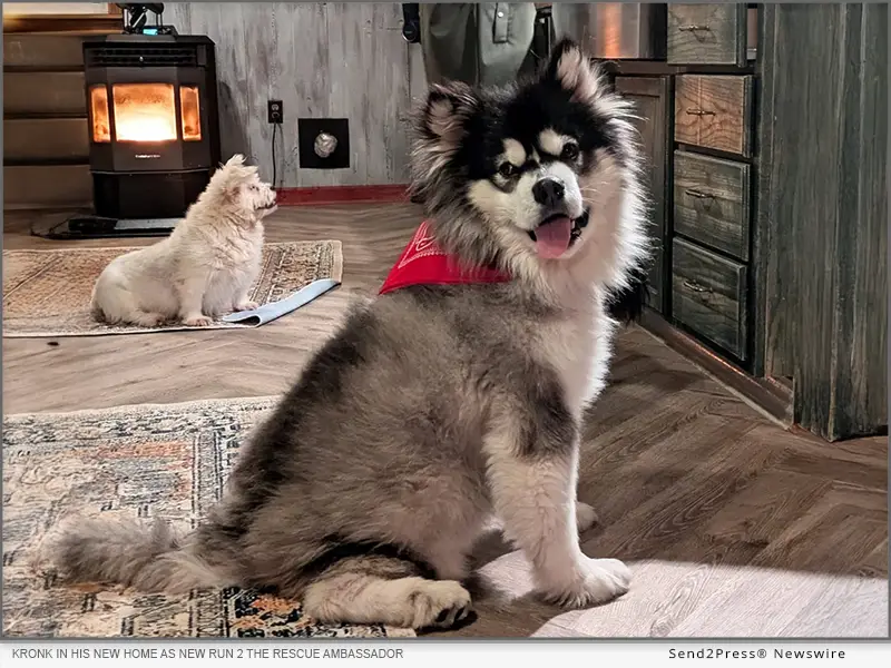 Kronk healthy and happy in his new home, and his new role as the new Run 2 The Rescue Ambassador