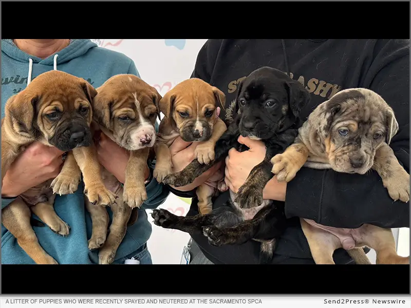 A litter of puppies who were recently spayed and neutered at the Sacramento SPCA