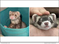 Domestic ferrets are widely kept as companion animals and are legal household pets in 48 U.S. states.