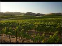 Photo credit Curt Fischer for Domaine Carneros