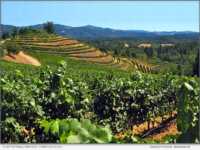 Alder Springs Vineyard, Terraces block