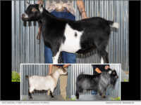 (L-R) Platinum Wether Country Critters Dayne; PGCH Doe Morgan Crossing Sancy; Buck Hass' Happy Herd Mr Bojangles