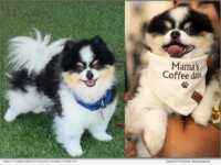 Finley, Pomeranian from Pet Friendly Paw Life, Best in California Winner for the 2026 Pet Lovers Choice Awards.